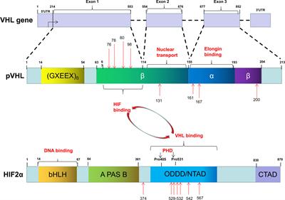 The VHL/HIF Axis in the Development and Treatment of Pheochromocytoma/Paraganglioma